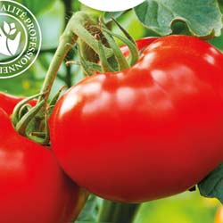 tomate pyros hyb f1